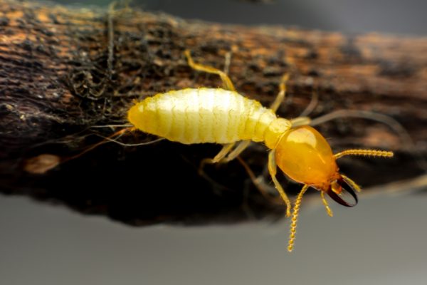 Our Services - Termite Inspections, Termite Treatments, and Dry Rot Repairs